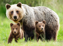 Female Brown Bear with Cubs