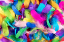 Dyed Bird Feathers