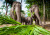 Group of Elephants in Chiang Mai, Thailand