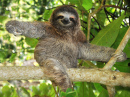 Sloth on a Mango Tree, Costa Rica