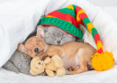 Kitten and Toy Terrier Puppy