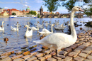 Swans and Ducks in Prague