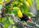 Keel-Billed Toucan in Costa Rica