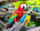 Cute Macaws