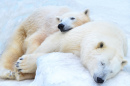 Polar Bears Sleeping in the Snow
