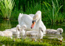 Swan with Babies