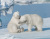 Young Polar Bear Cubs