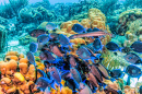 Coral Reef in the Caribbean