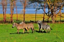Zèbres de Tanzanie
