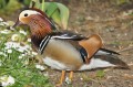 Canard mandarin