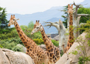 Giraffes in the African Savannah
