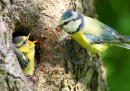 The Blue Tit Feeding Her Young One