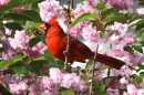 Cardinal in Pink flowers