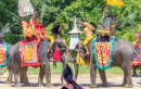 Elephant Show in Nakhon Pathom, Thailand