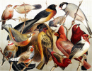 Exotic Birds 19th Century Drawing