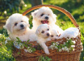 Basket of Puppies