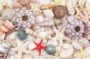Corals, Starfish, Seashells and Pearls