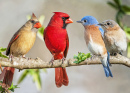 Cardinals Meet the Bluebirds