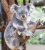 Koala avec un bébé