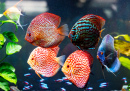 Symphysodon Discus dans l’aquarium
