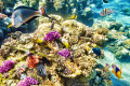 Coraux et poissons tropicaux