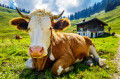 Vache dans les Alpes autrichiennes