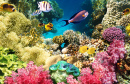 Récifs coralliens, Mer Rouge, Égypte