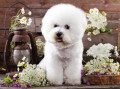 Bichon Frise Chien et Camomilles