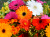 Bouquet de Gerberas colorés