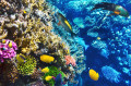 Corail et poissons tropicaux