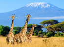 Trois girafes et le mont Kilimandjaro