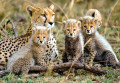 Guépard femelle avec cabs, Serengeti NP