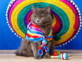 Chat Sombrero