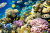 Paysage de récifs coralliens