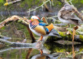 Canards mandarins assis sur un arbre
