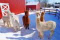 Alpaca Farm dans le New Jersey