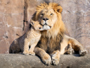 Fier lion d’Afrique avec son lionceau