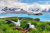Albatros géant errant, île Prion