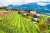Apple Field à Bolzano, Italie