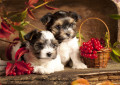 Chiots Biewer Terrier