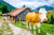 Vache devant une ferme bavaroise