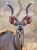 Kudu mâle sud-africain