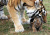 Nouveau-né Tiger Cub et sa mère