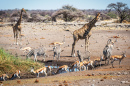 Point d’eau avec girafes et zèbres