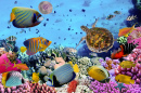Récif corallien avec poisson et tortue de mer