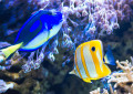 Coraux et poissons tropicaux