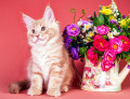 Chaton Maine Coon et fleurs