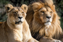 Couple de lion africain