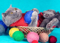 Chat bleu british shorthair