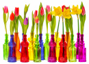 Fleurs de tulipes et de Narcisses